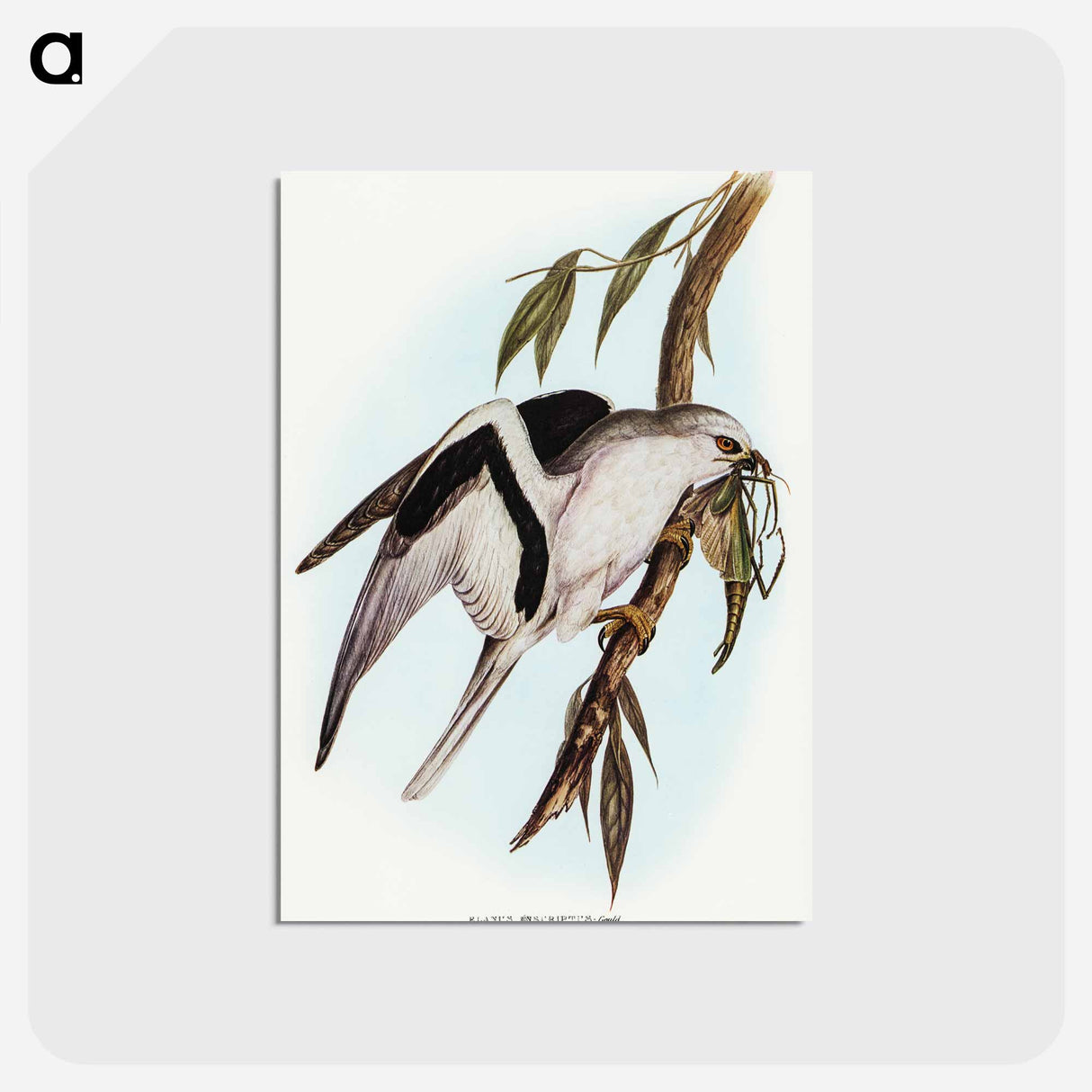 アートポストカード-Letter-winged Kite
- オーストラリアの鳥 Postcard.