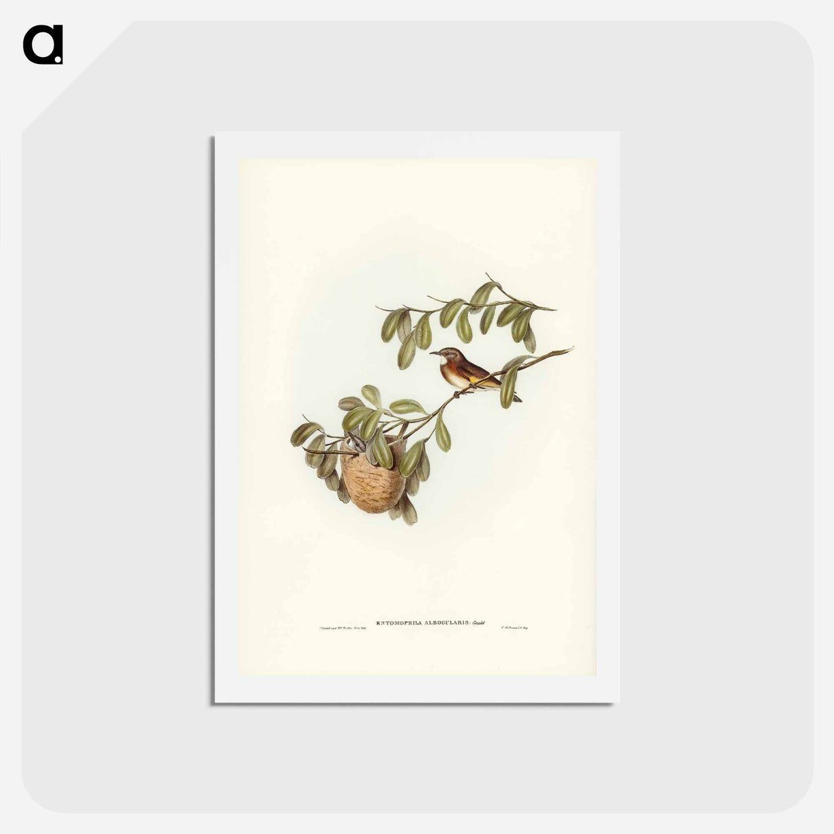 アートポストカード-White-throated Honey-eater
- ジョン グールド Postcard.
