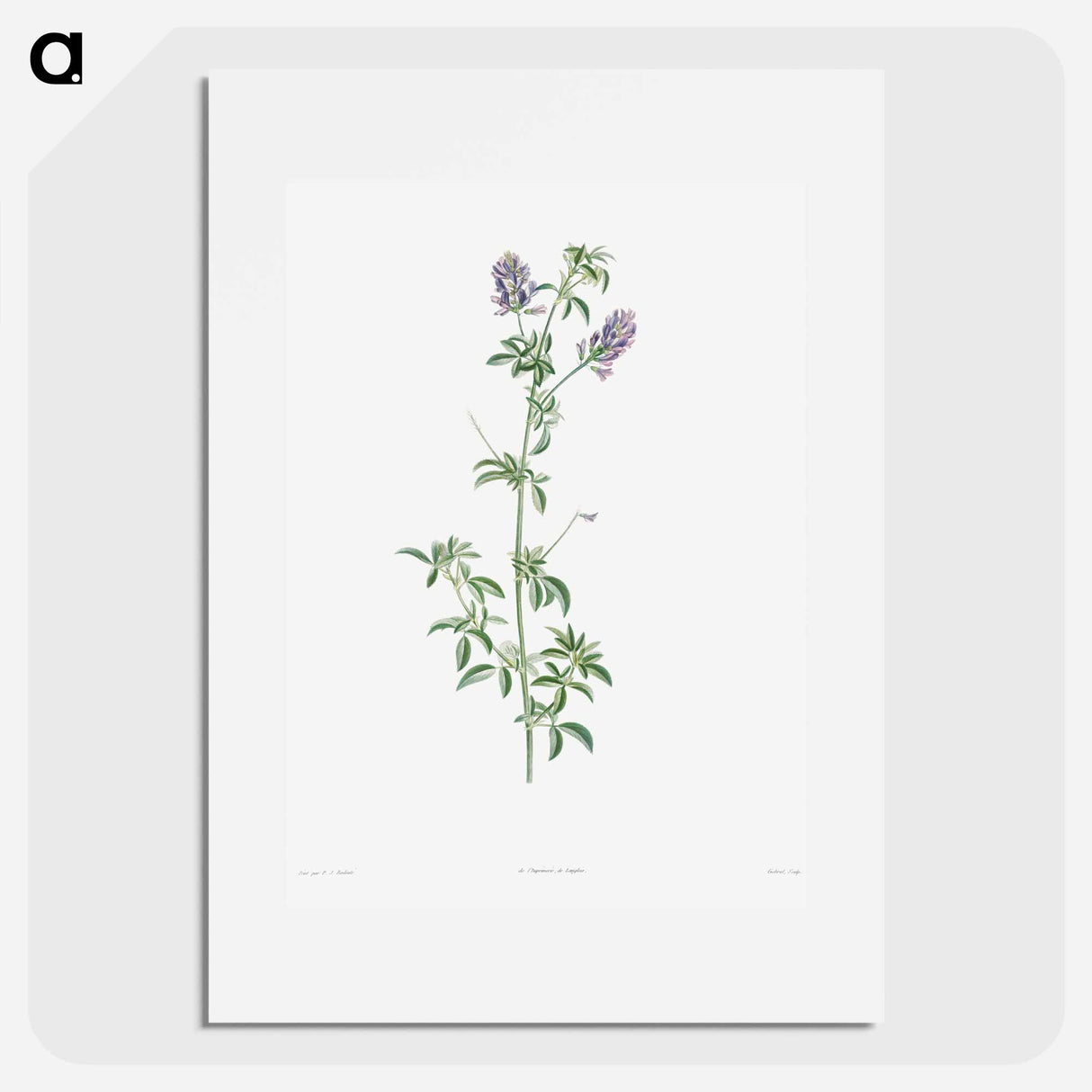 Spanish clover - Pierre Joseph Redouté Poster.