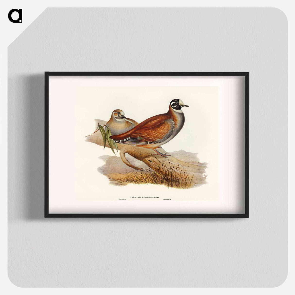 Harlequin Bronze-wing
- オーストラリアの鳥 Poster.