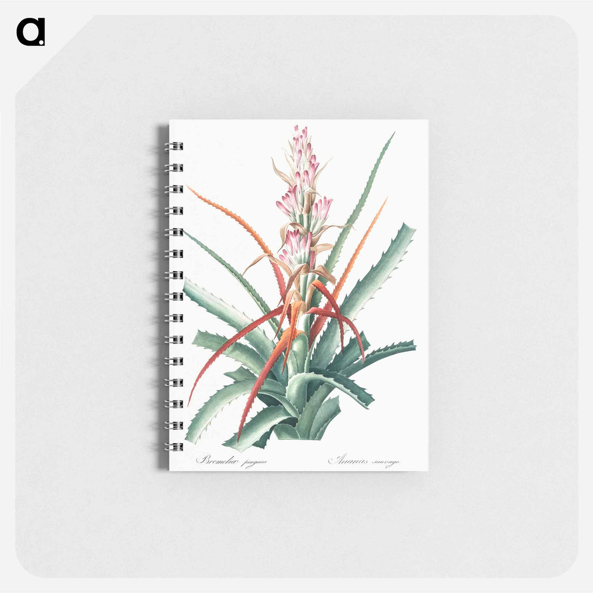 Piñuela illustration from Les liliacées - ピエール ジョゼフ ルドゥーテ Memo.