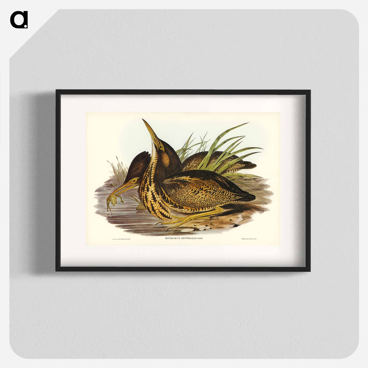 アートポスター-Australian Bittern
- オーストラリアの鳥 Poster.