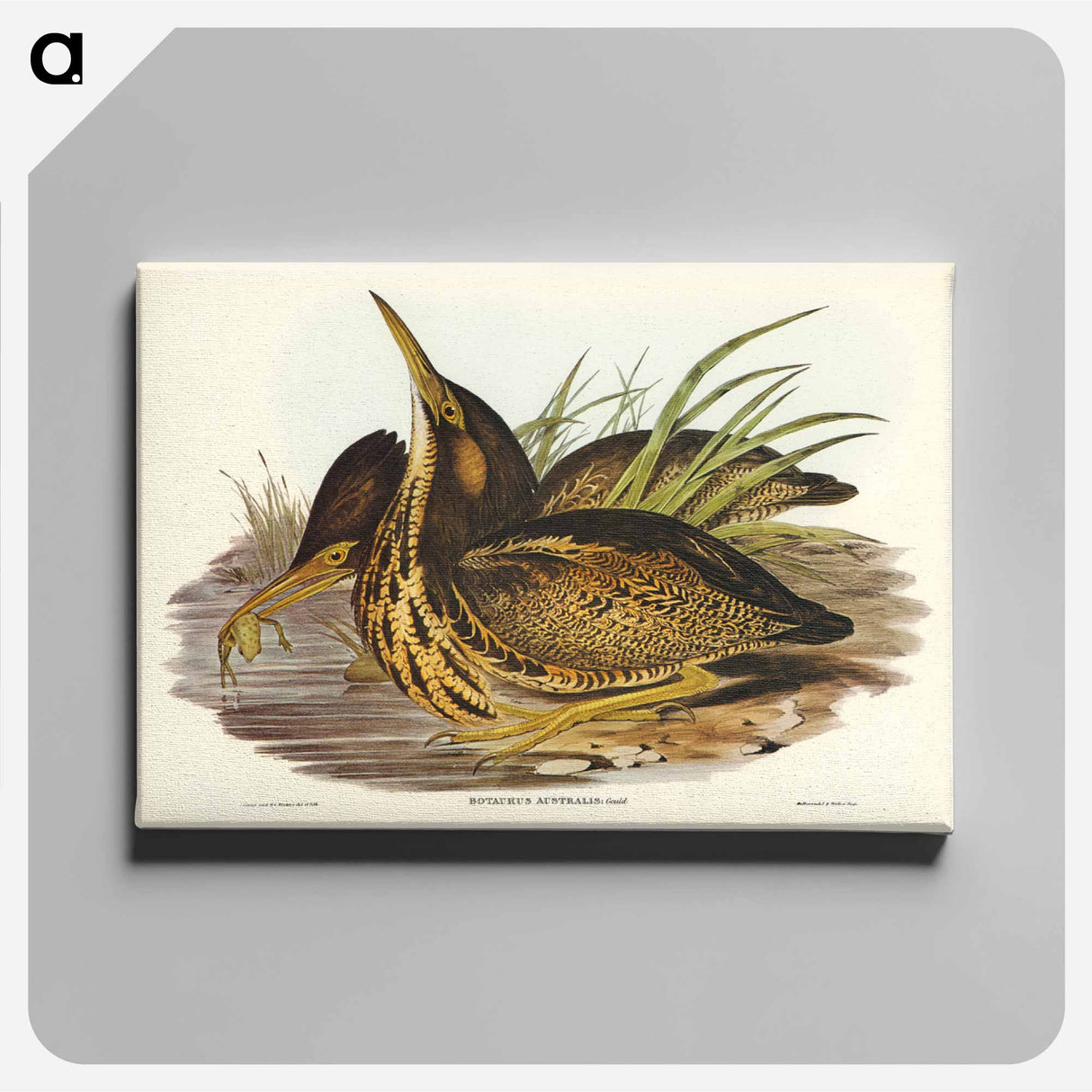 アートパネル-Australian Bittern
- オーストラリアの鳥 Canvas.