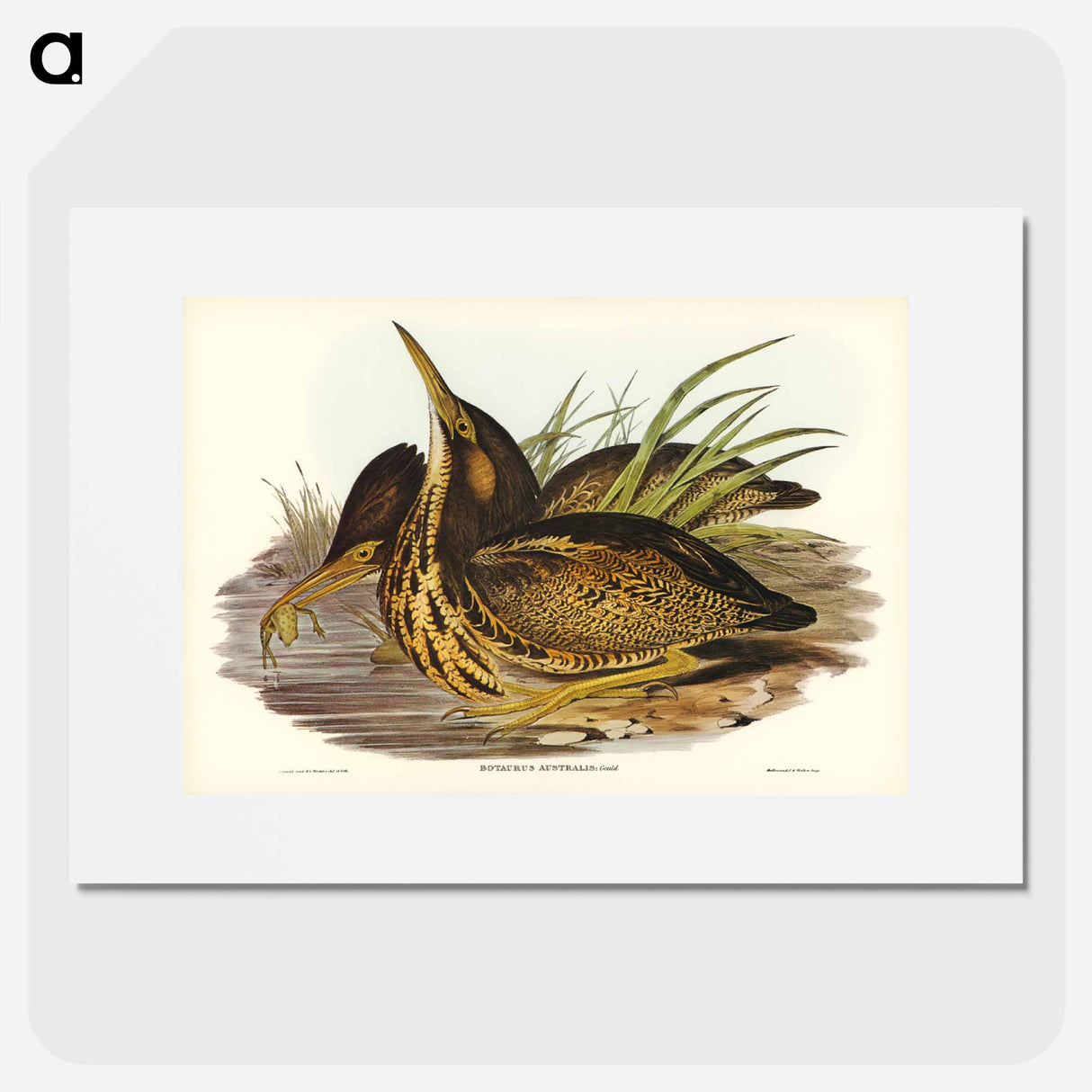 アートポスター-Australian Bittern
- オーストラリアの鳥 Poster.