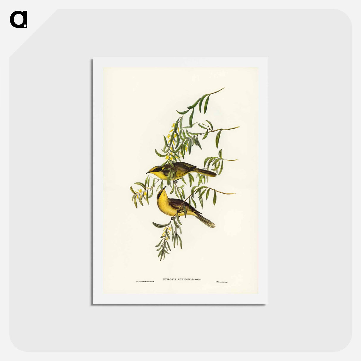 アートポストカード-Yellow-tufted Honey-eater
- ジョン グールド Postcard.