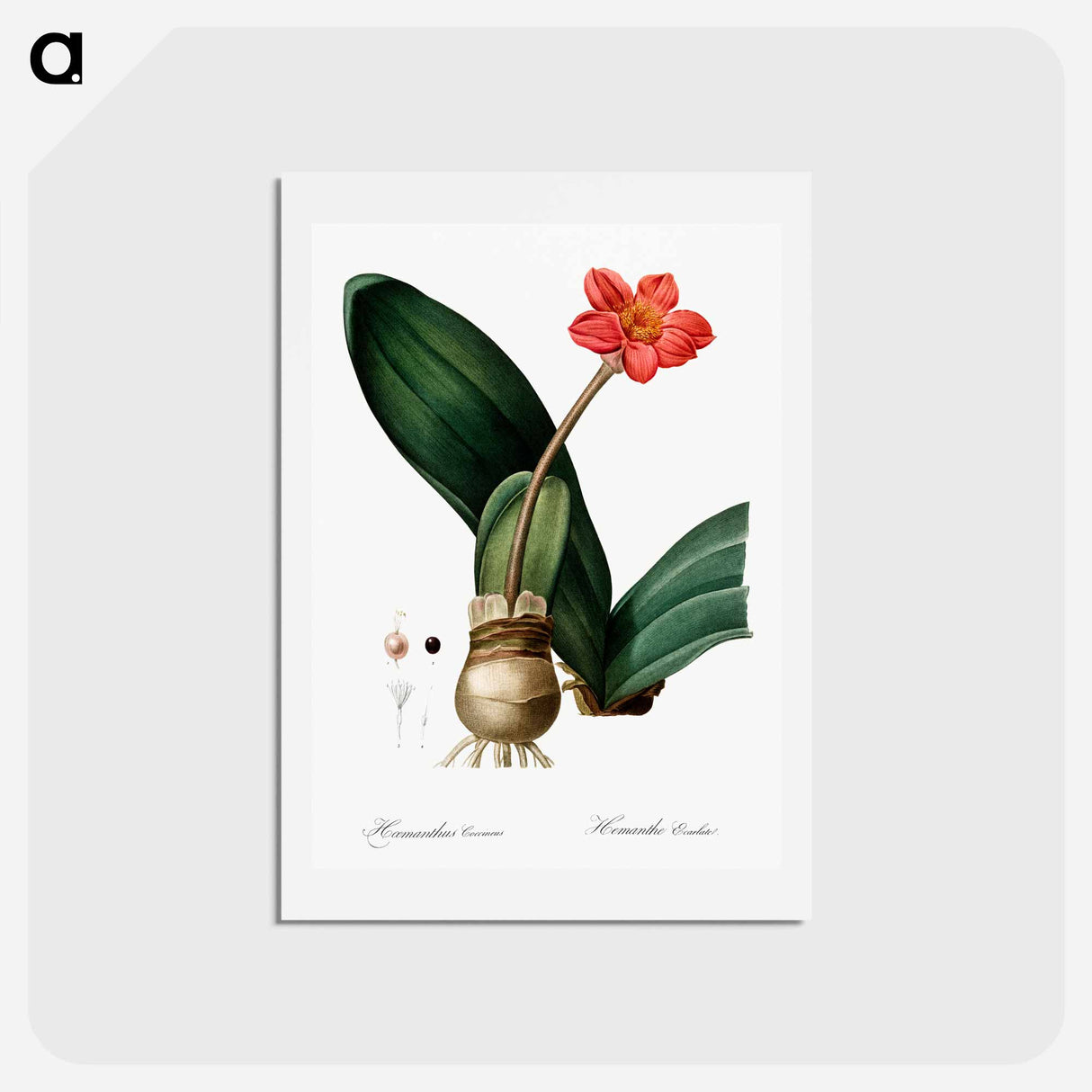 アートポストカード-Blood lily illustration - ピエール ジョゼフ ルドゥーテ Postcard.