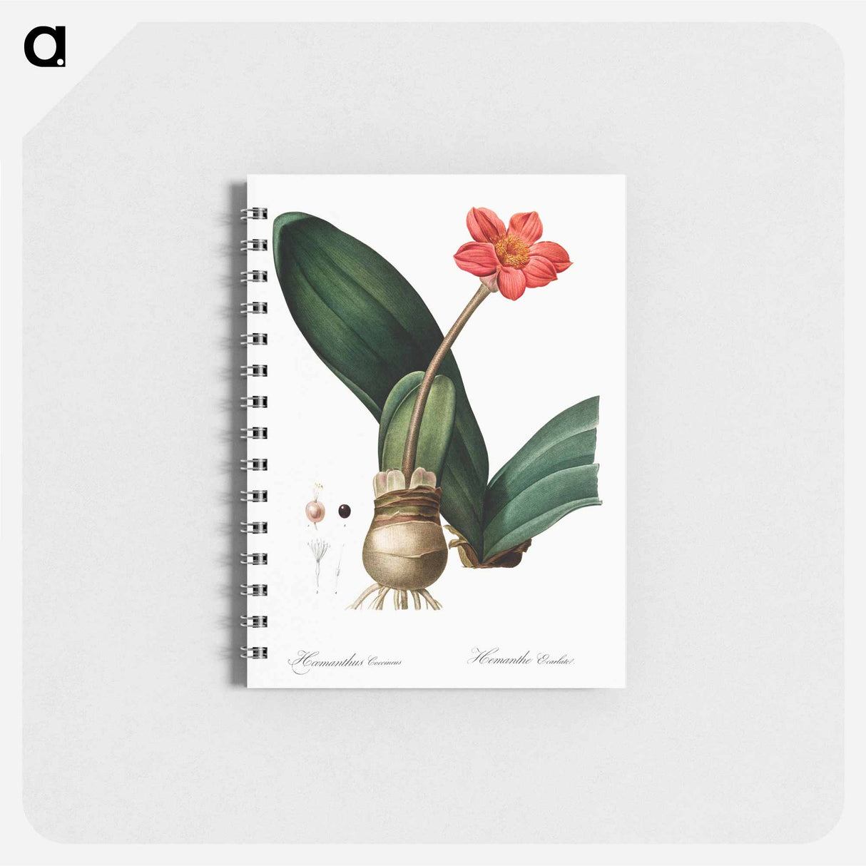 Blood lily illustration - ピエール ジョゼフ ルドゥーテ Memo.