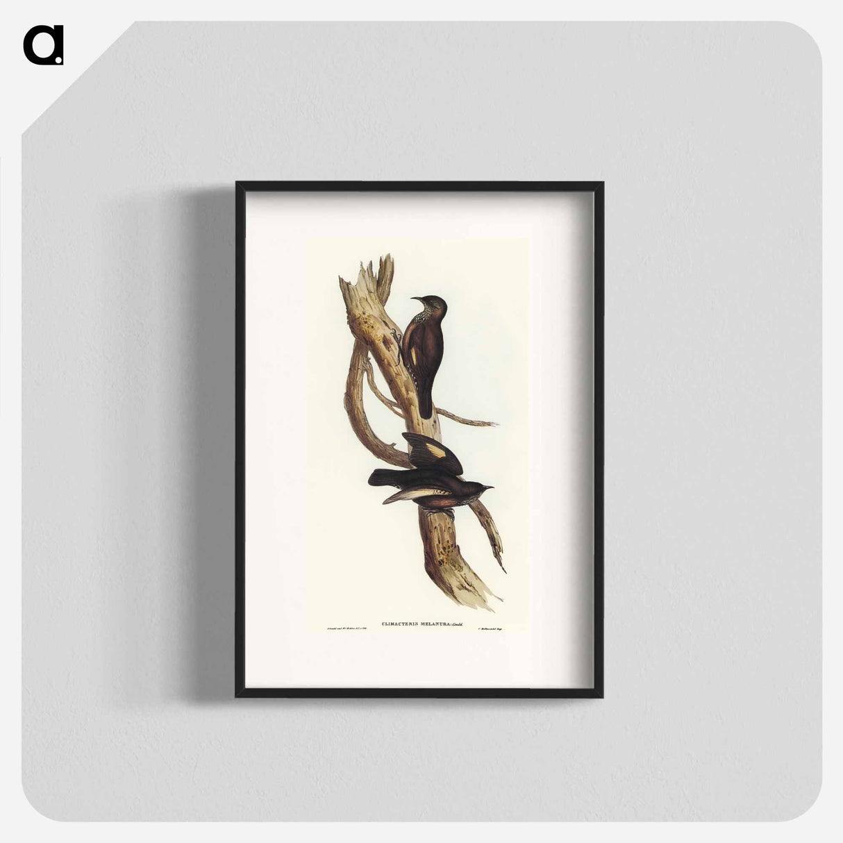 アートポスター-Black-tailed Tree-Creeper
- オーストラリアの鳥 Poster.
