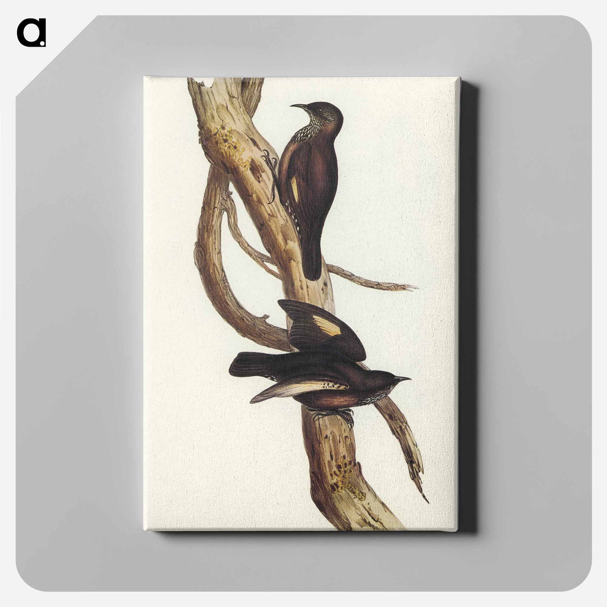 Black-tailed Tree-Creeper
- オーストラリアの鳥 Canvas.