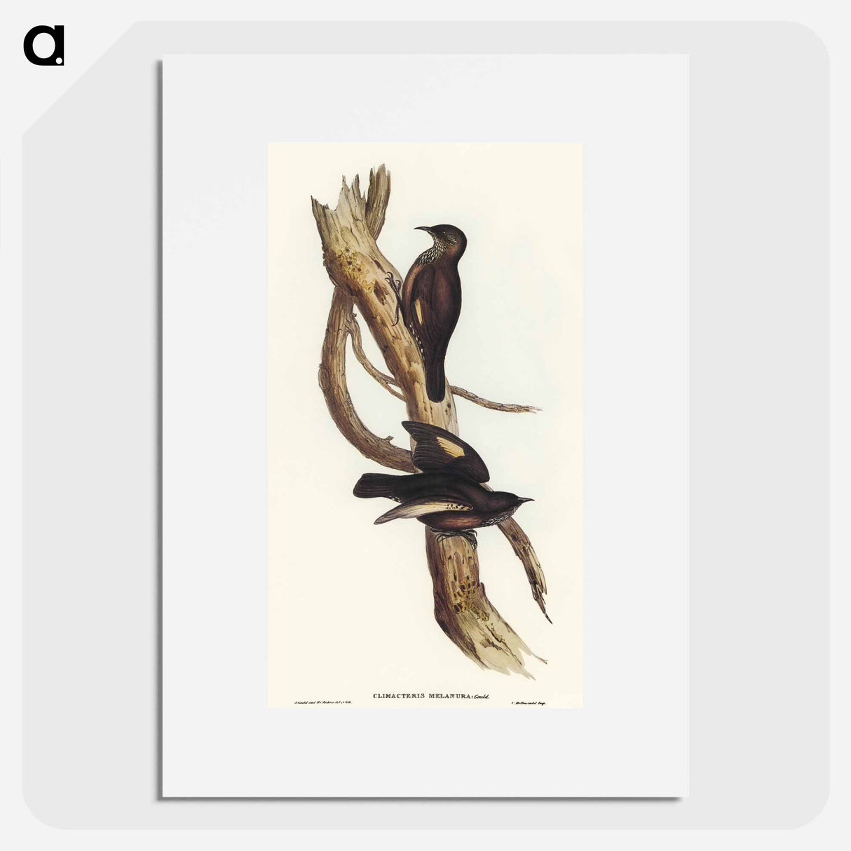 Black-tailed Tree-Creeper
- オーストラリアの鳥 Poster.