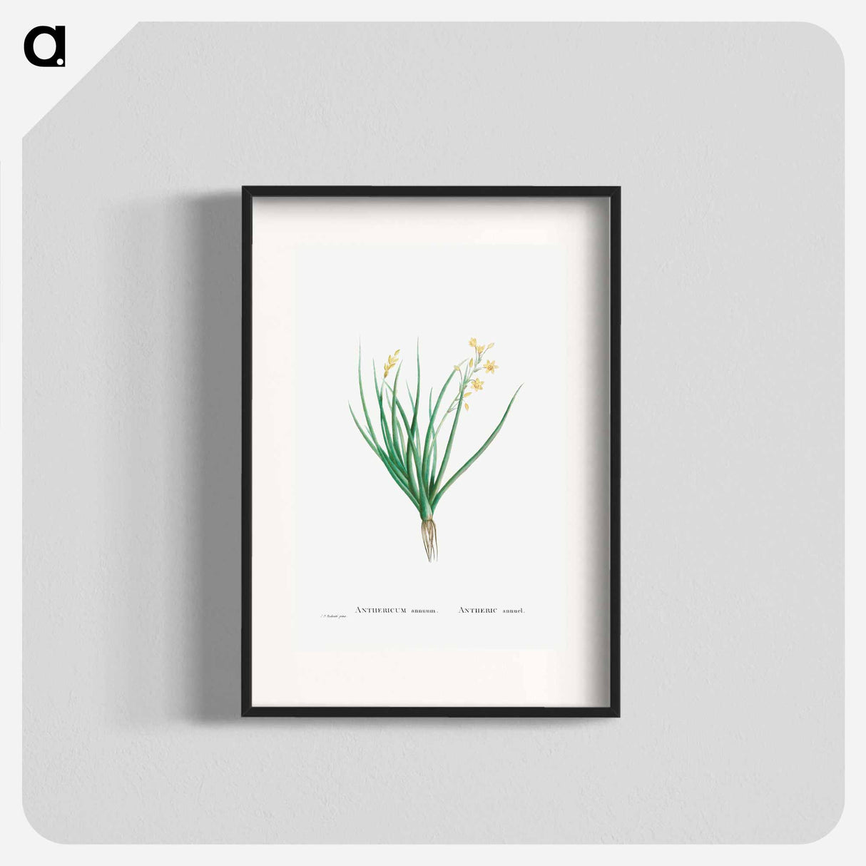アートポスター-Anthericum Annuum - ピエール ジョゼフ ルドゥーテ Poster.