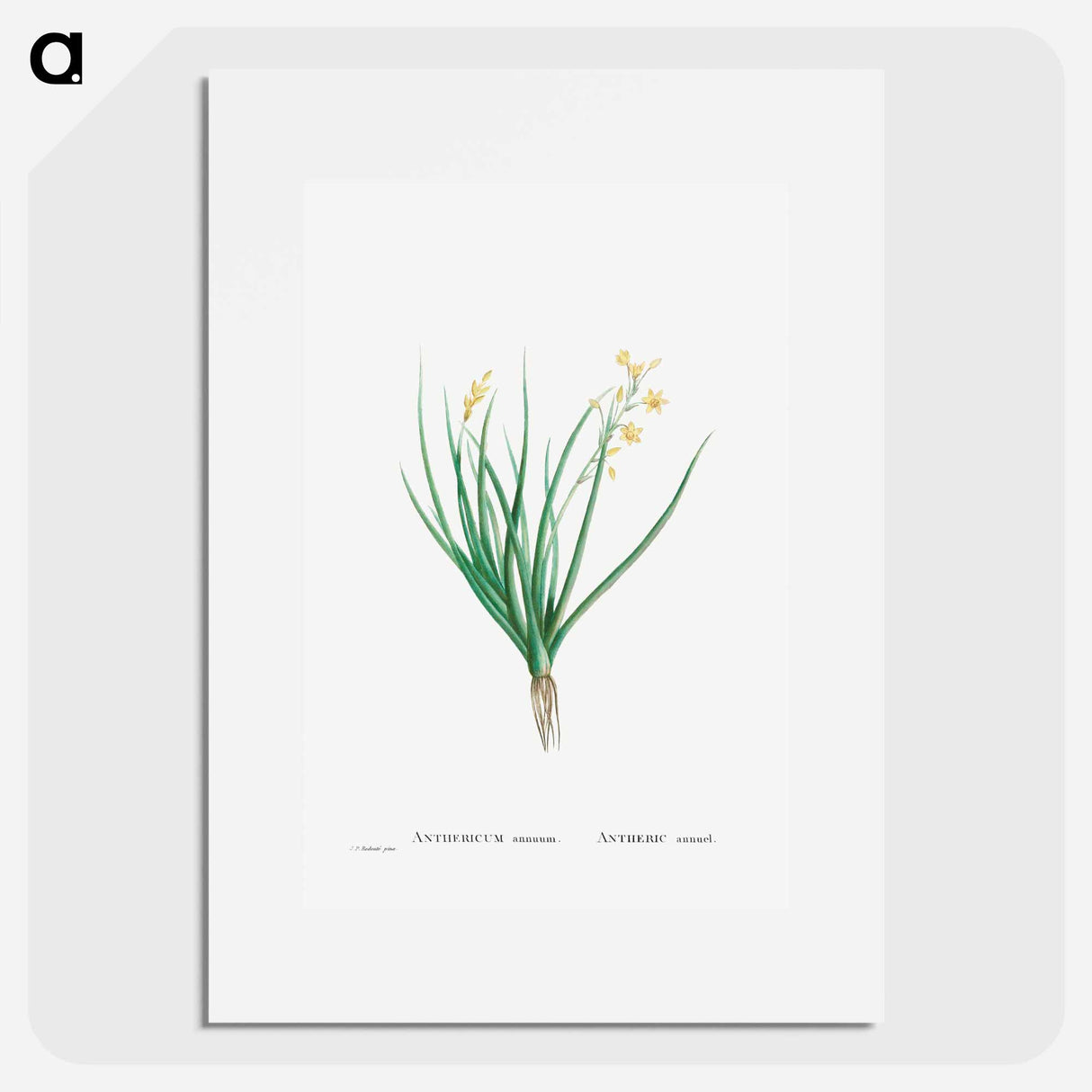 アートポスター-Anthericum Annuum - ピエール ジョゼフ ルドゥーテ Poster.