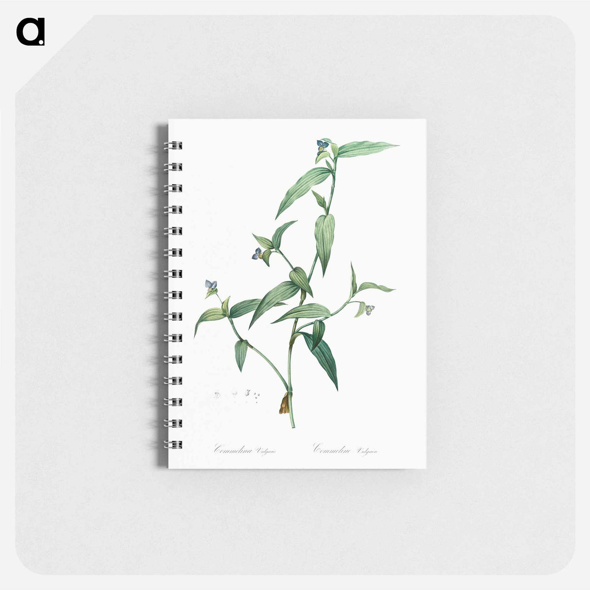 Tagblume - ピエール ジョゼフ ルドゥーテ Memo.