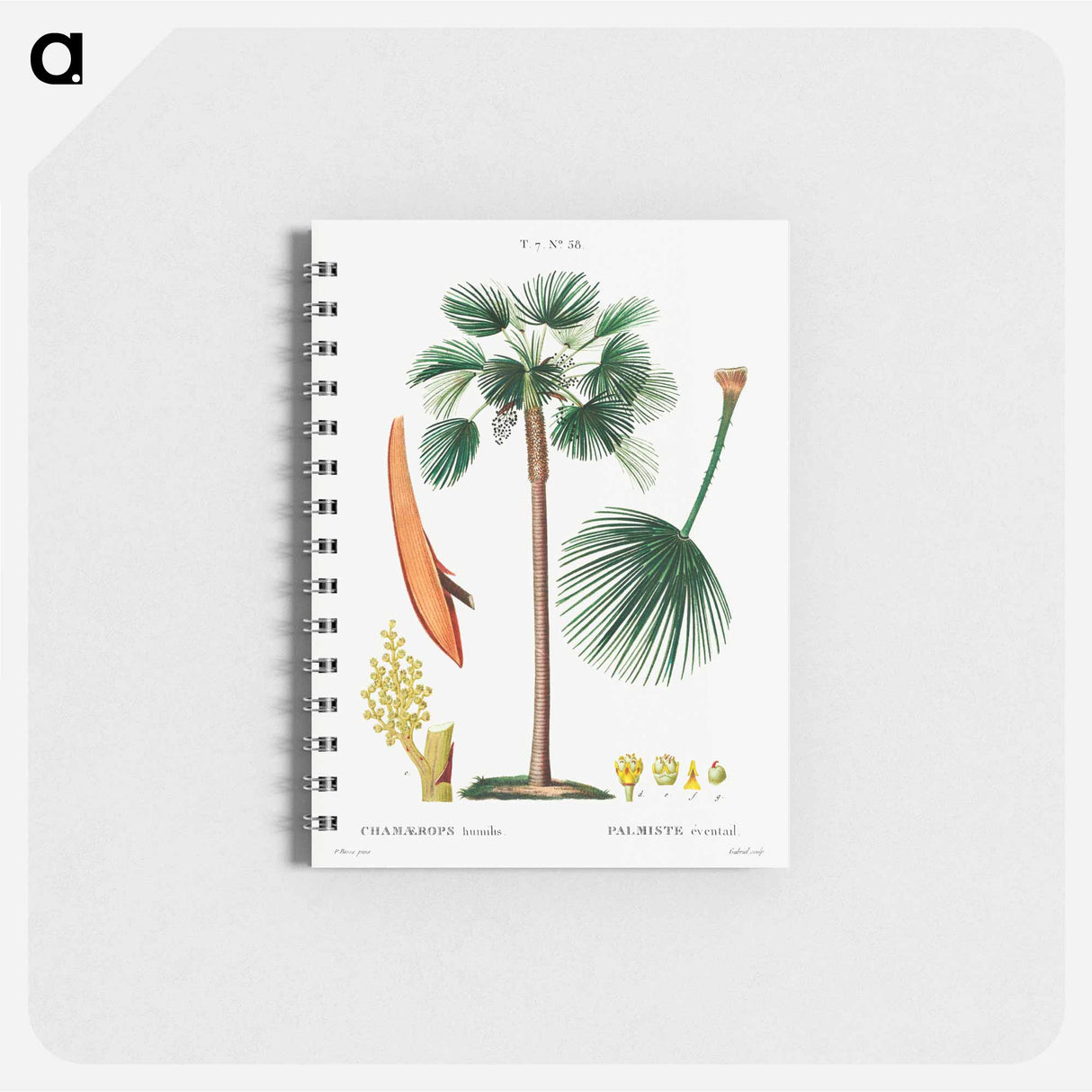 アートメモ帳-Palm fan (Chamaerops Humilis) - ピエール ジョゼフ ルドゥーテ Memo.