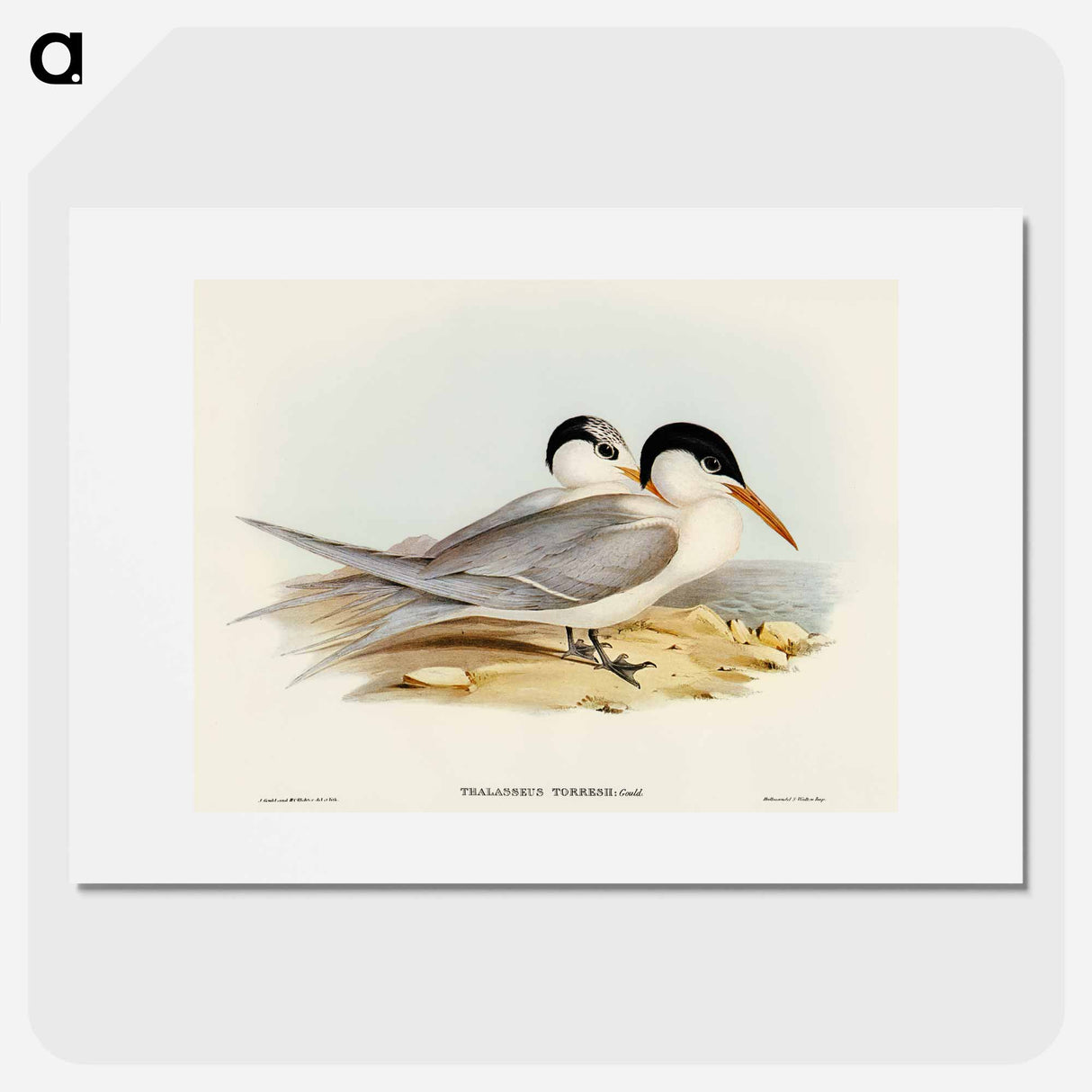 Torres' Tern
- オーストラリアの鳥 Poster.