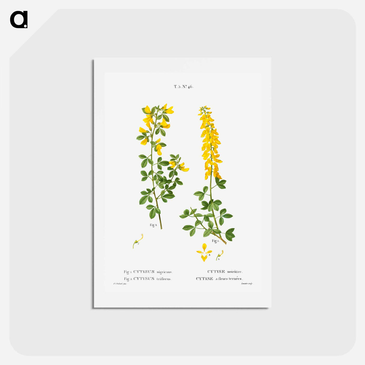 アートポストカード-Black broom, Cytisus nigricans and hairy broom, Cytisus triflorus - ピエール ジョゼフ ルドゥーテ Postcard.