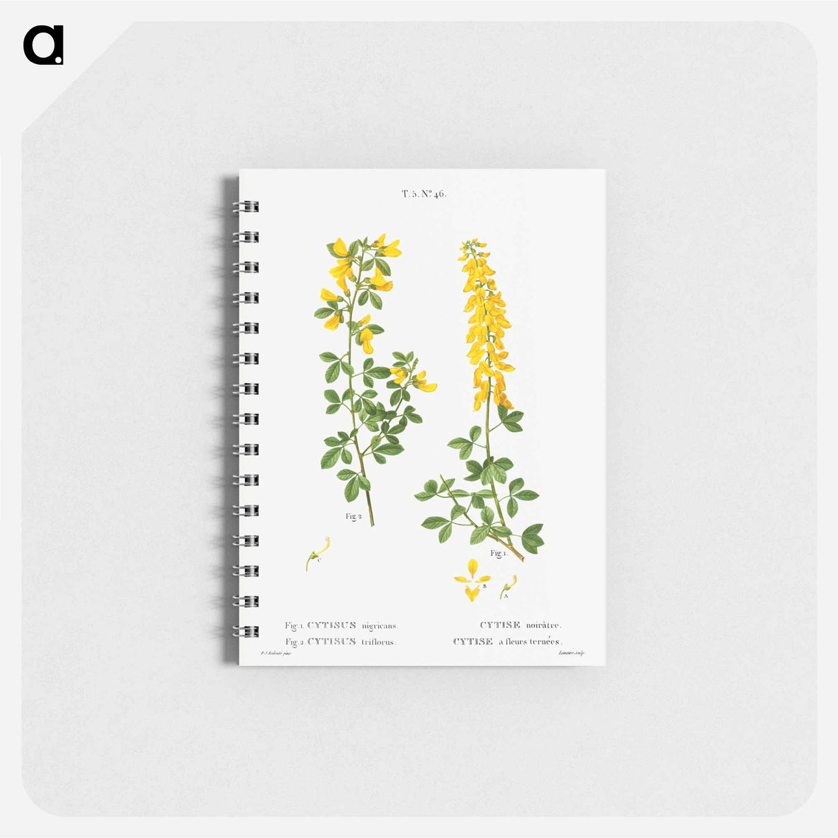 アートメモ帳-Black broom, Cytisus nigricans and hairy broom, Cytisus triflorus - ピエール ジョゼフ ルドゥーテ Memo.