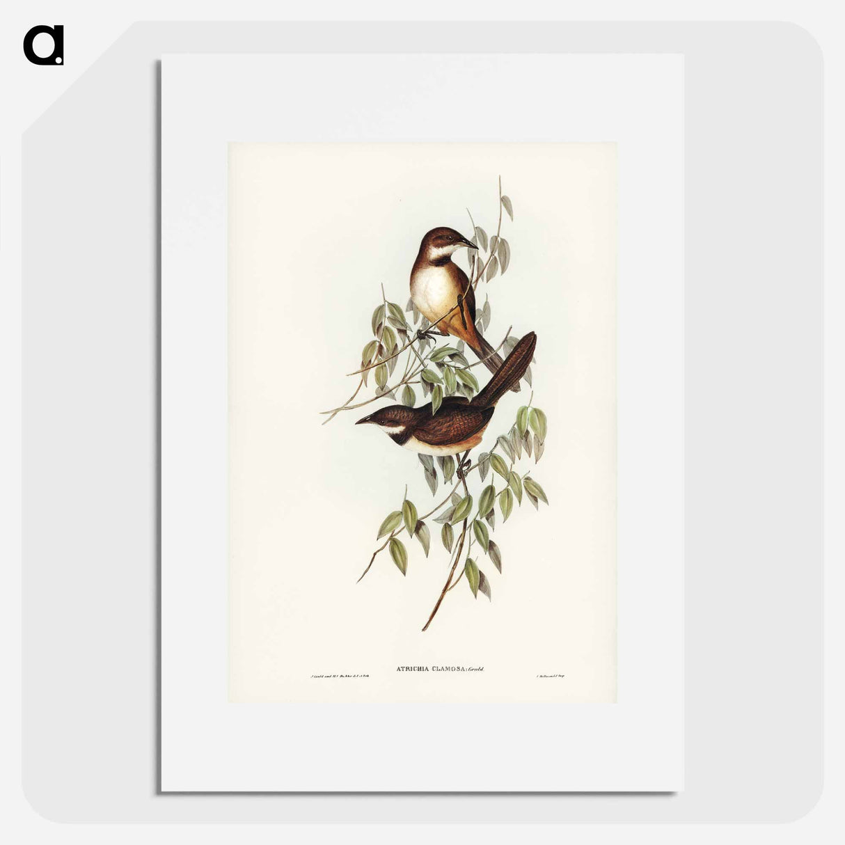 Noisy Brush-bird
- オーストラリアの鳥 Poster.