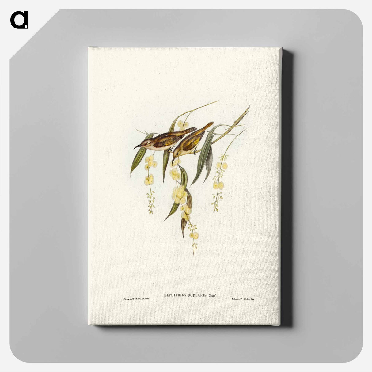 アートパネル-Brown Honey-eater
- ジョン グールド Canvas.