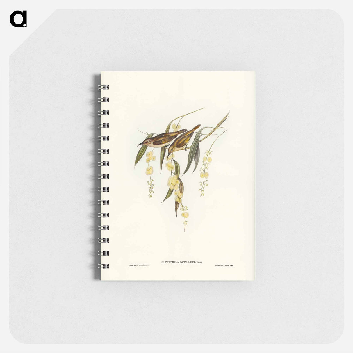 アートメモ帳-Brown Honey-eater
- ジョン グールド Memo.