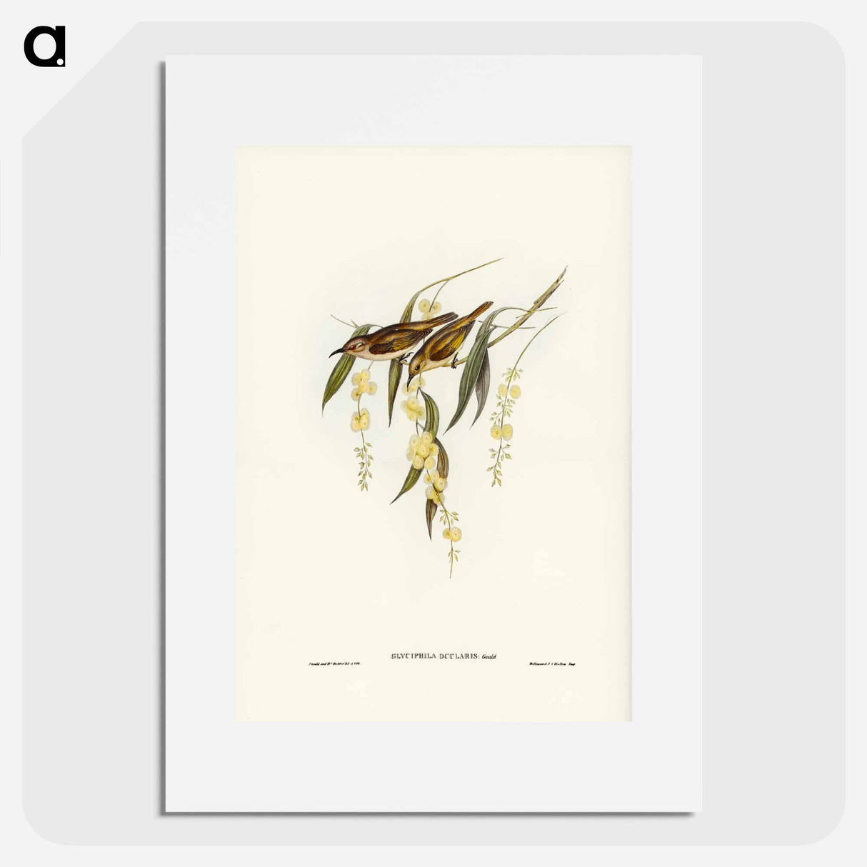 アートポスター-Brown Honey-eater
- ジョン グールド Poster.