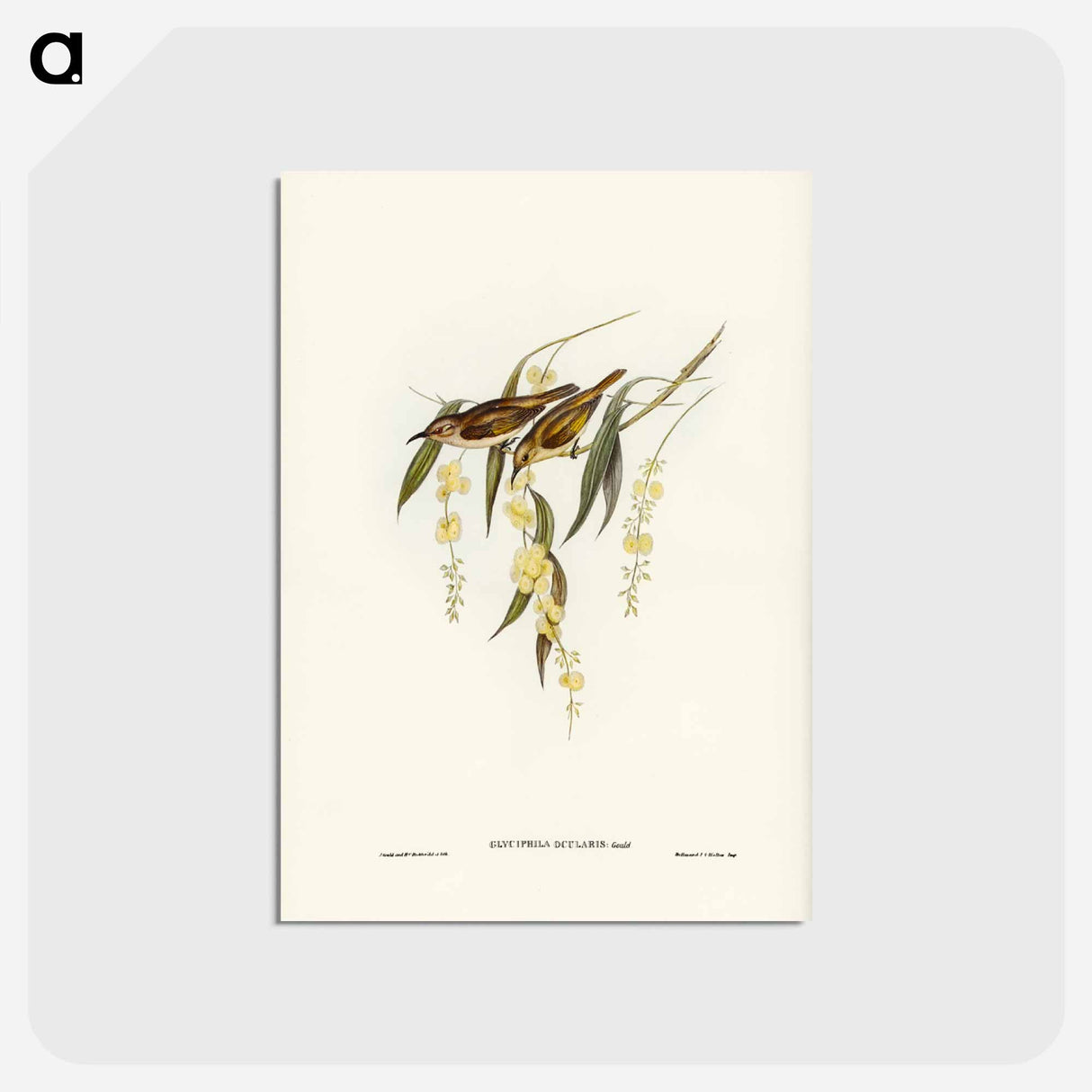 アートポストカード-Brown Honey-eater
- ジョン グールド Postcard.