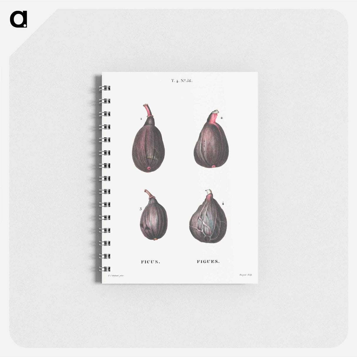 アートメモ帳-Figs (Ficus) - ピエール ジョゼフ ルドゥーテ Memo.
