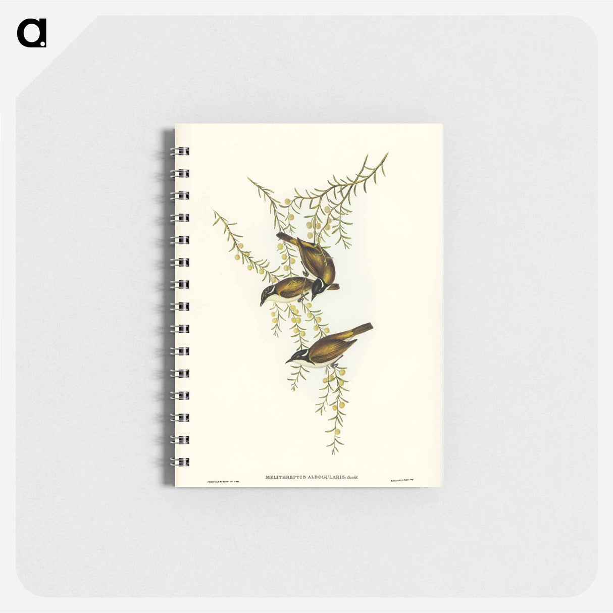アートメモ帳-White-throated Honey-eater
- オーストラリアの鳥 Memo.