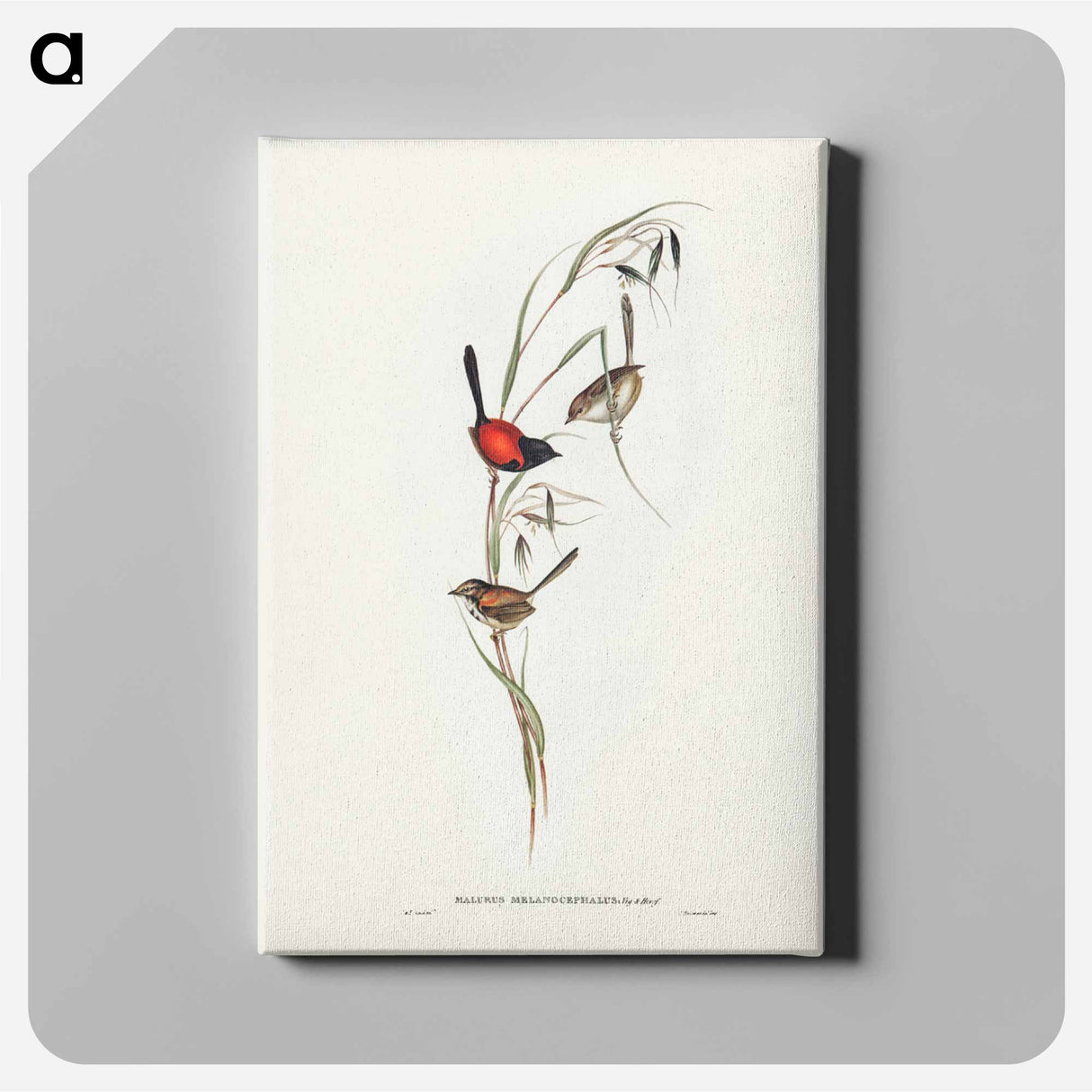 アートパネル-Black-headed Wren
- ジョン グールド Canvas.