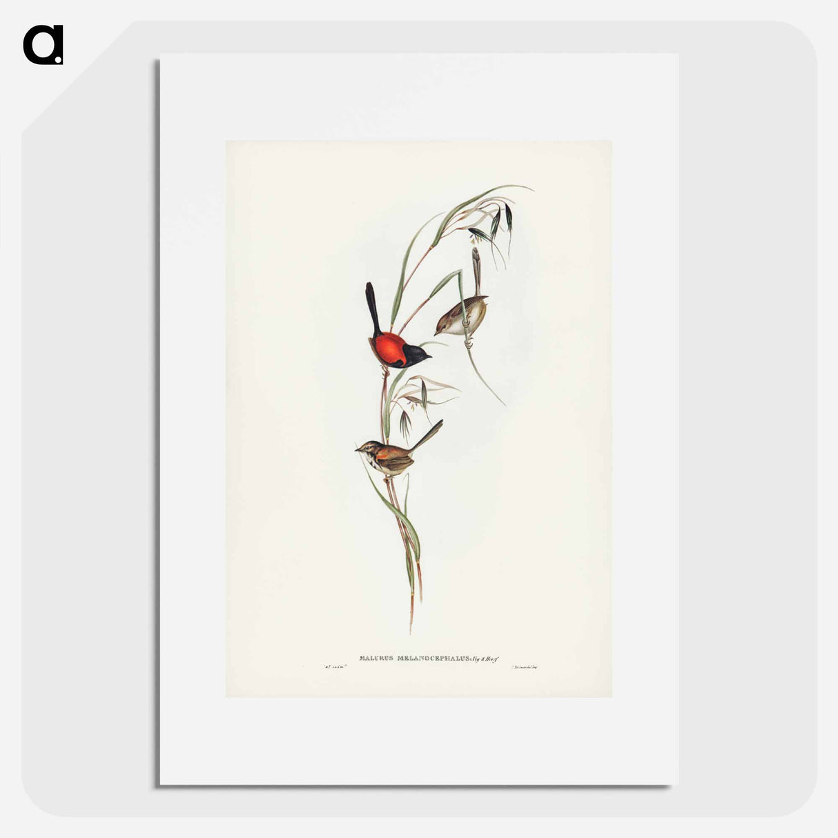 アートポスター-Black-headed Wren
- ジョン グールド Poster.