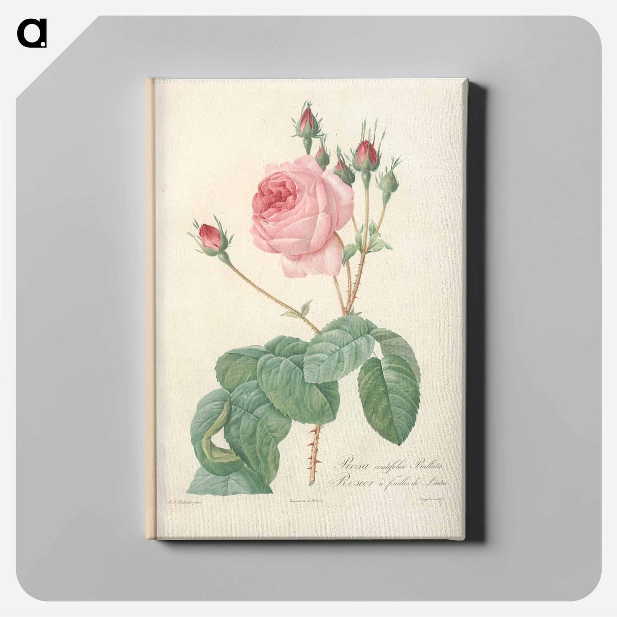 アートパネル-Rose illustration - ピエール ジョゼフ ルドゥーテ Canvas.