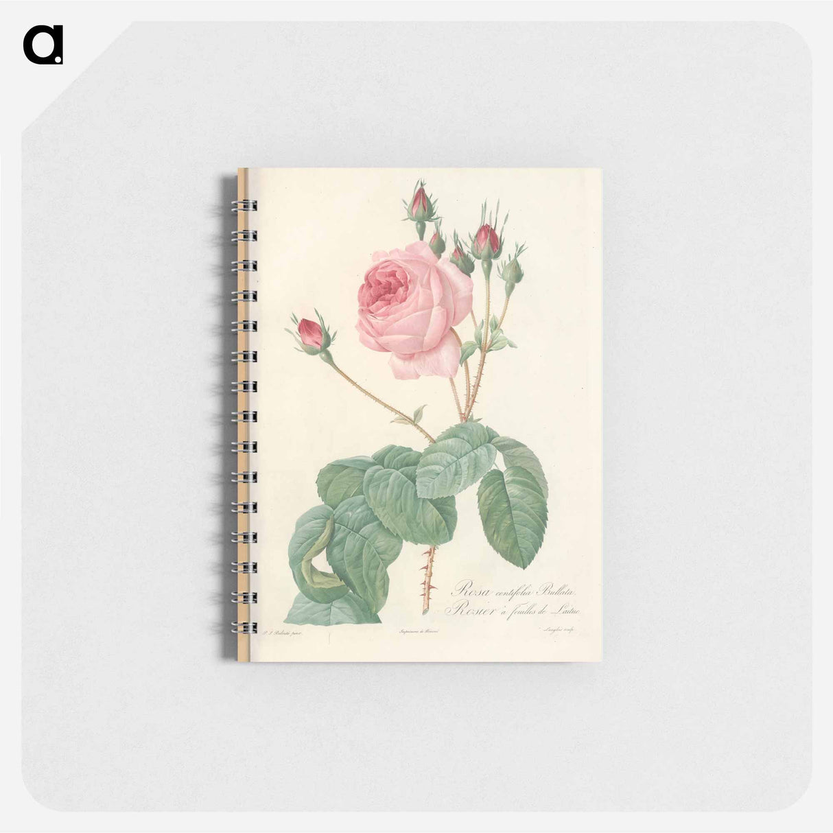 Rose illustration - ピエール ジョゼフ ルドゥーテ Memo.