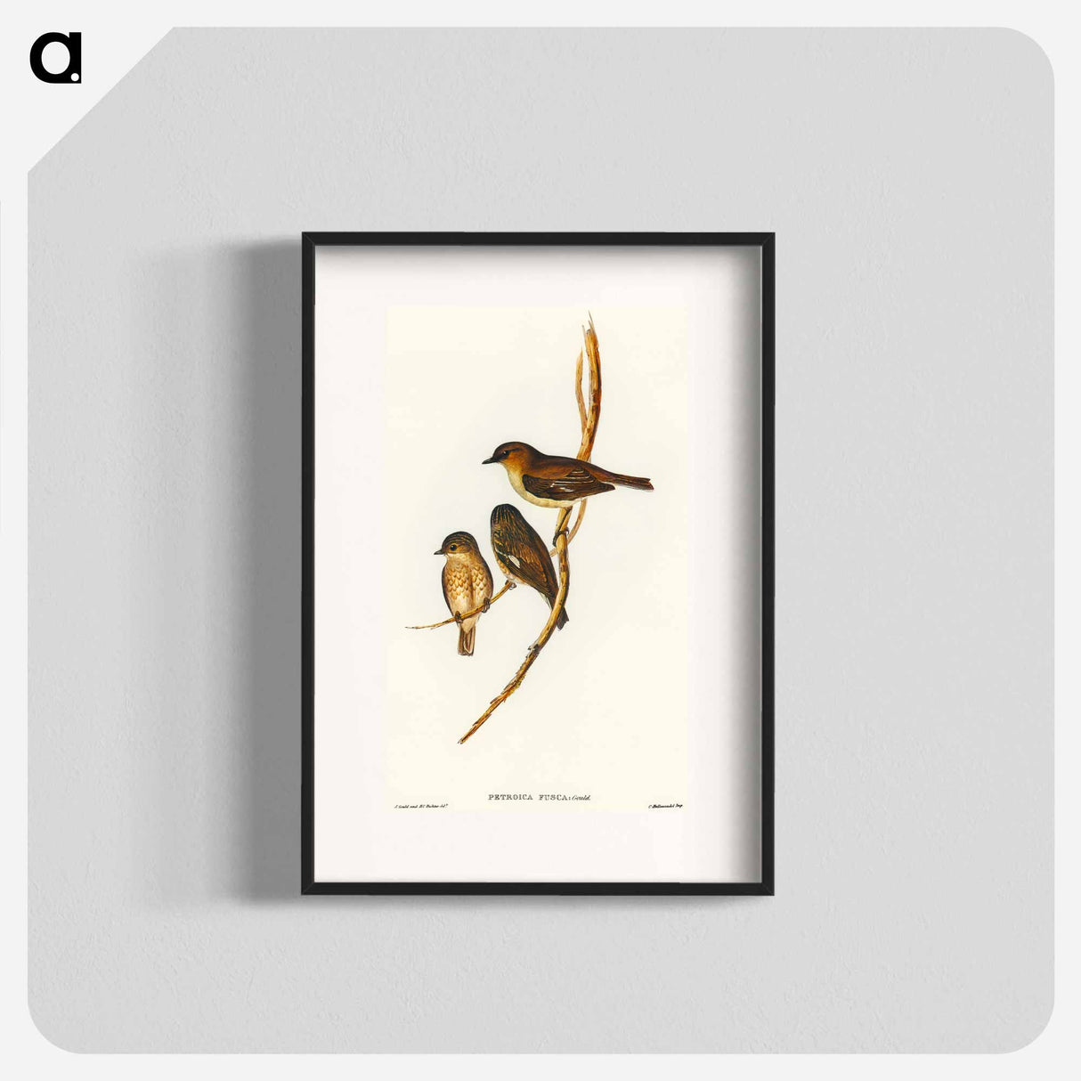 Dusky Robin
- オーストラリアの鳥 Poster.