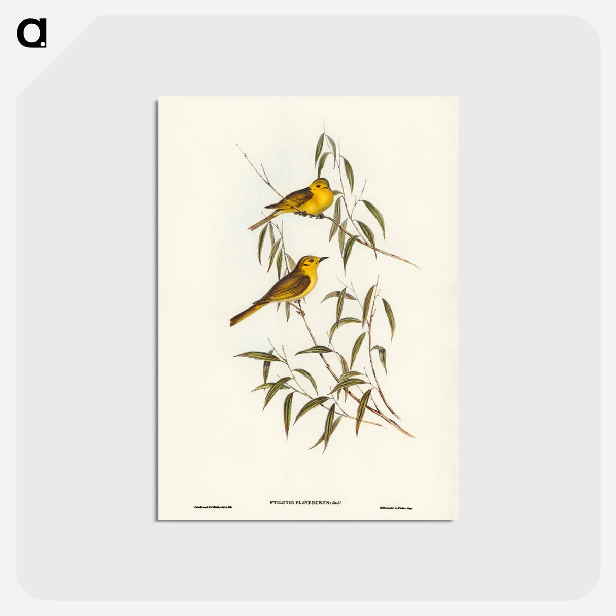 アートポストカード-Yellow-tinted Honey-eater
- ジョン グールド Postcard.