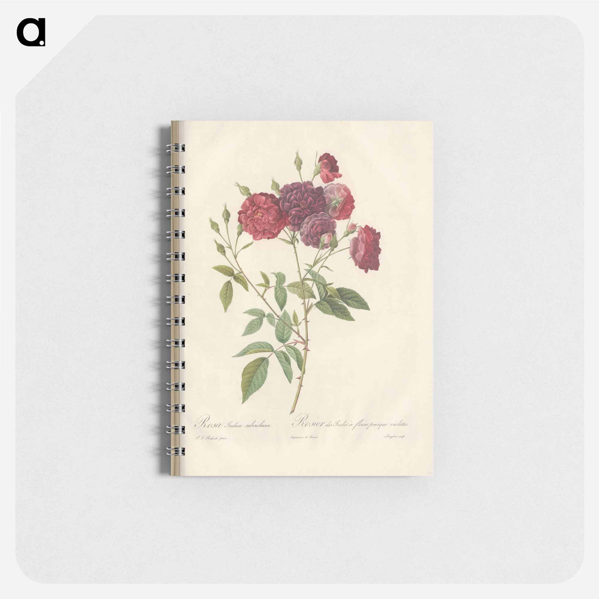 Rose illustration - ピエール ジョゼフ ルドゥーテ Memo.