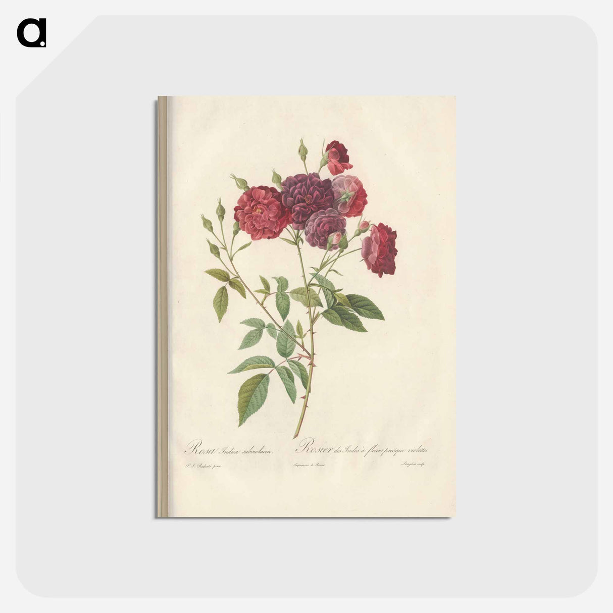 アートポストカード-Rose illustration - ピエール ジョゼフ ルドゥーテ Postcard.