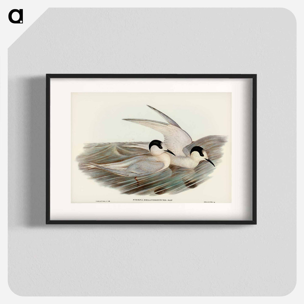 アートポスター-Black-billed Tern
- ジョン グールド Poster.