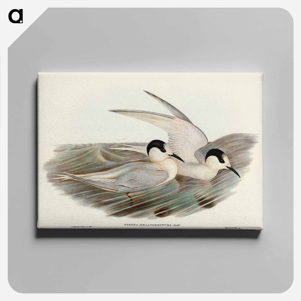 アートパネル-Black-billed Tern
- ジョン グールド Canvas.
