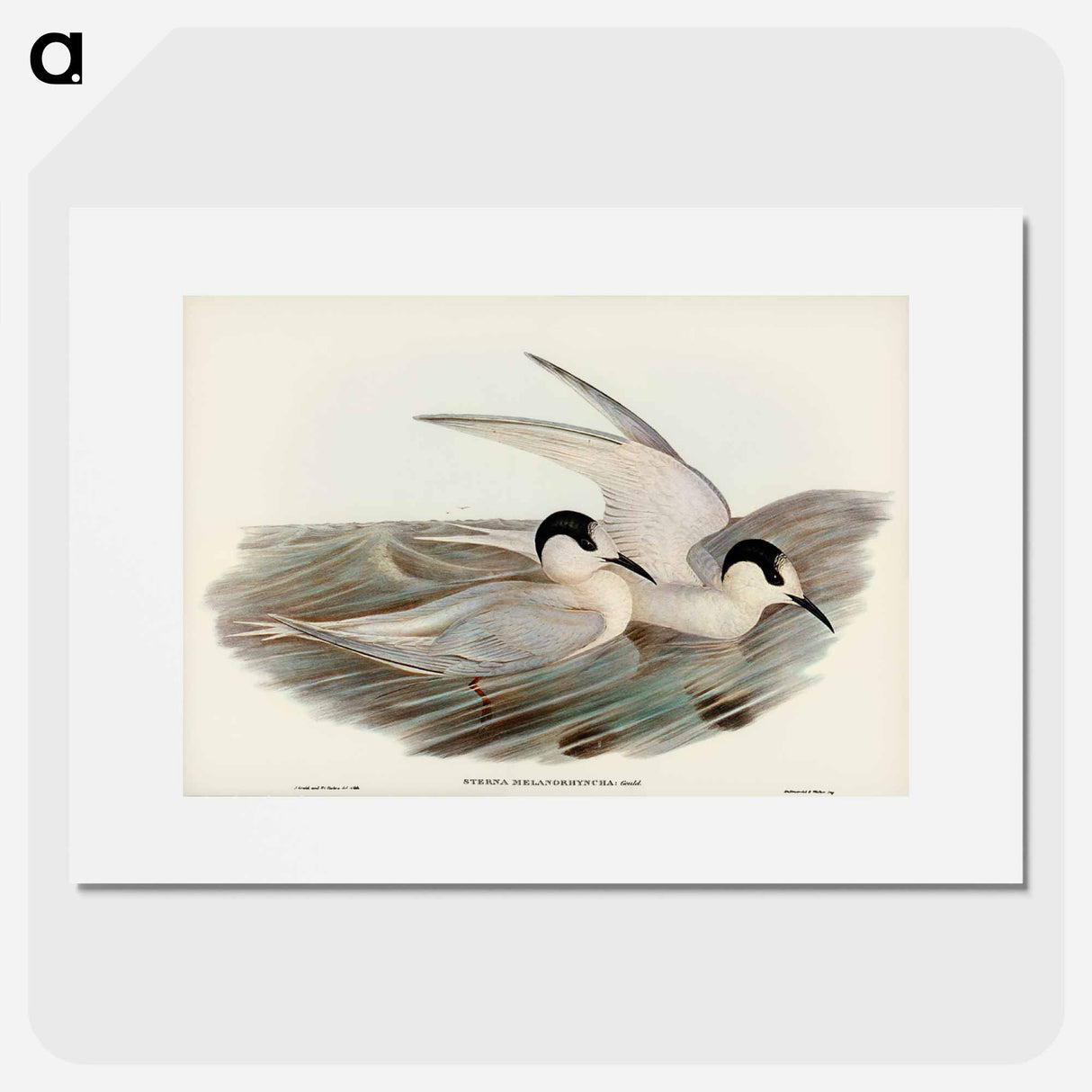 アートポスター-Black-billed Tern
- ジョン グールド Poster.
