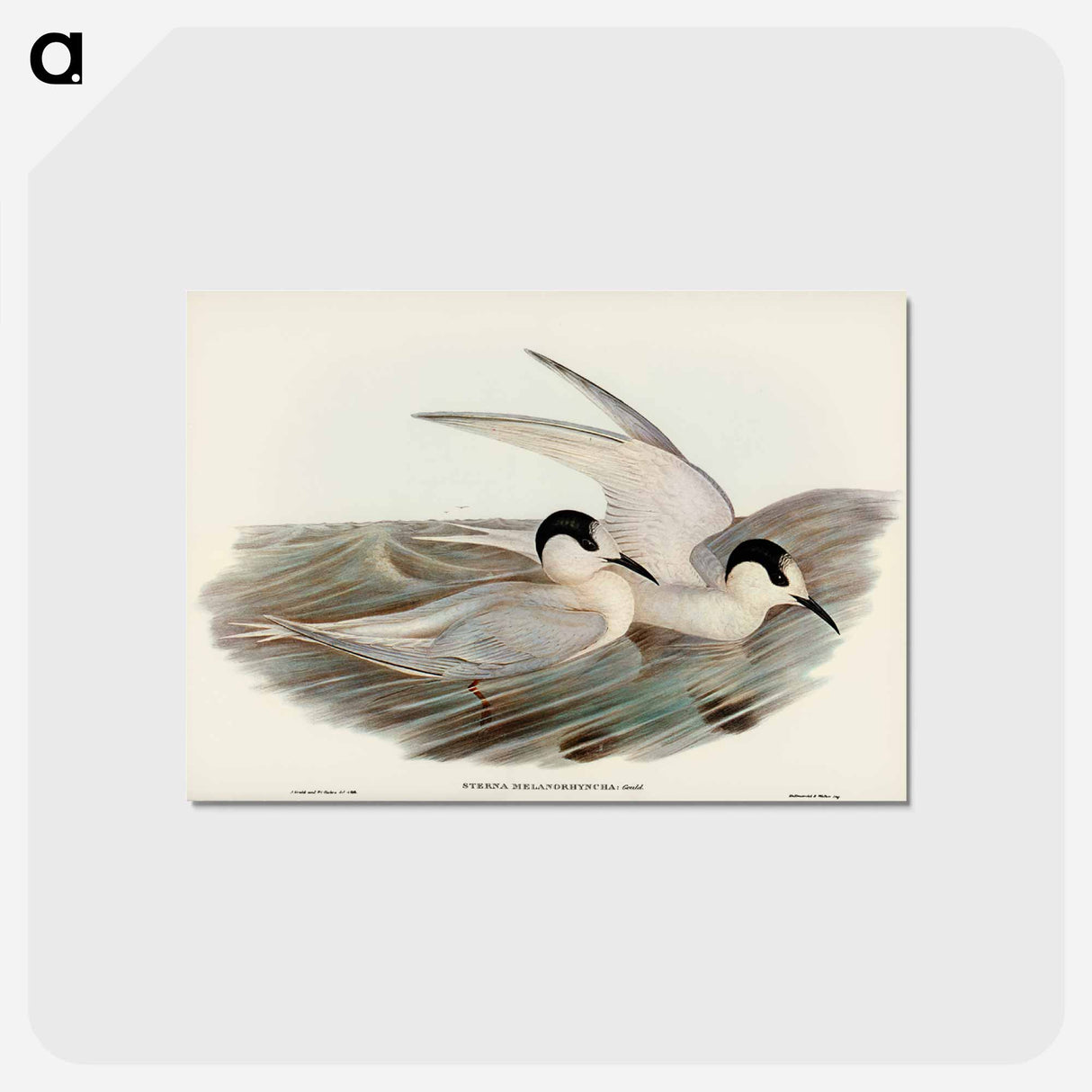 アートポストカード-Black-billed Tern
- ジョン グールド Postcard.