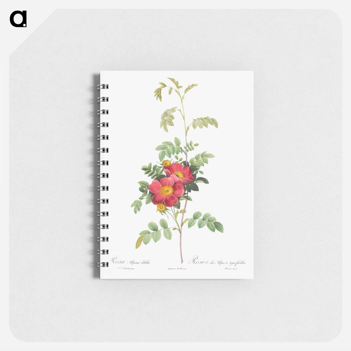 Alpine Rose - ピエール ジョゼフ ルドゥーテ Memo.