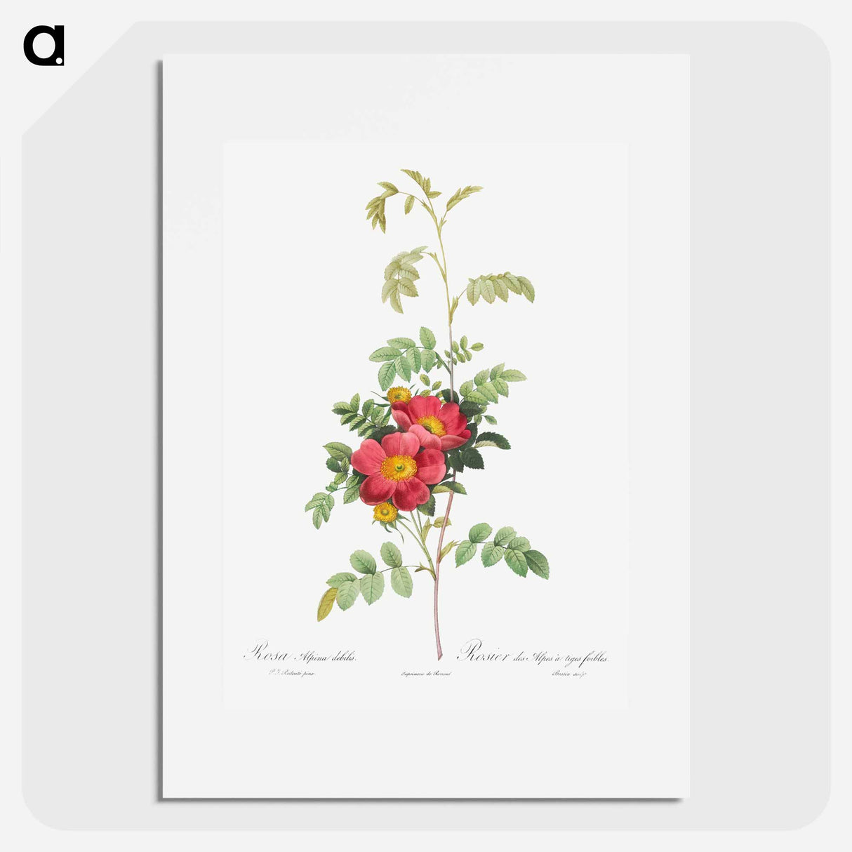 アートポスター-Alpine Rose - ピエール ジョゼフ ルドゥーテ Poster.