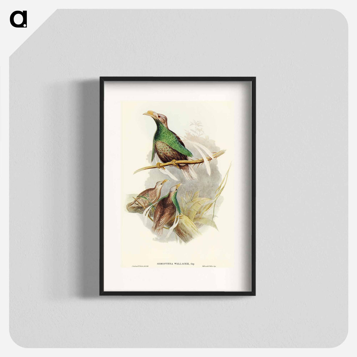 Standard-Wing
- オーストラリアの鳥 Poster.