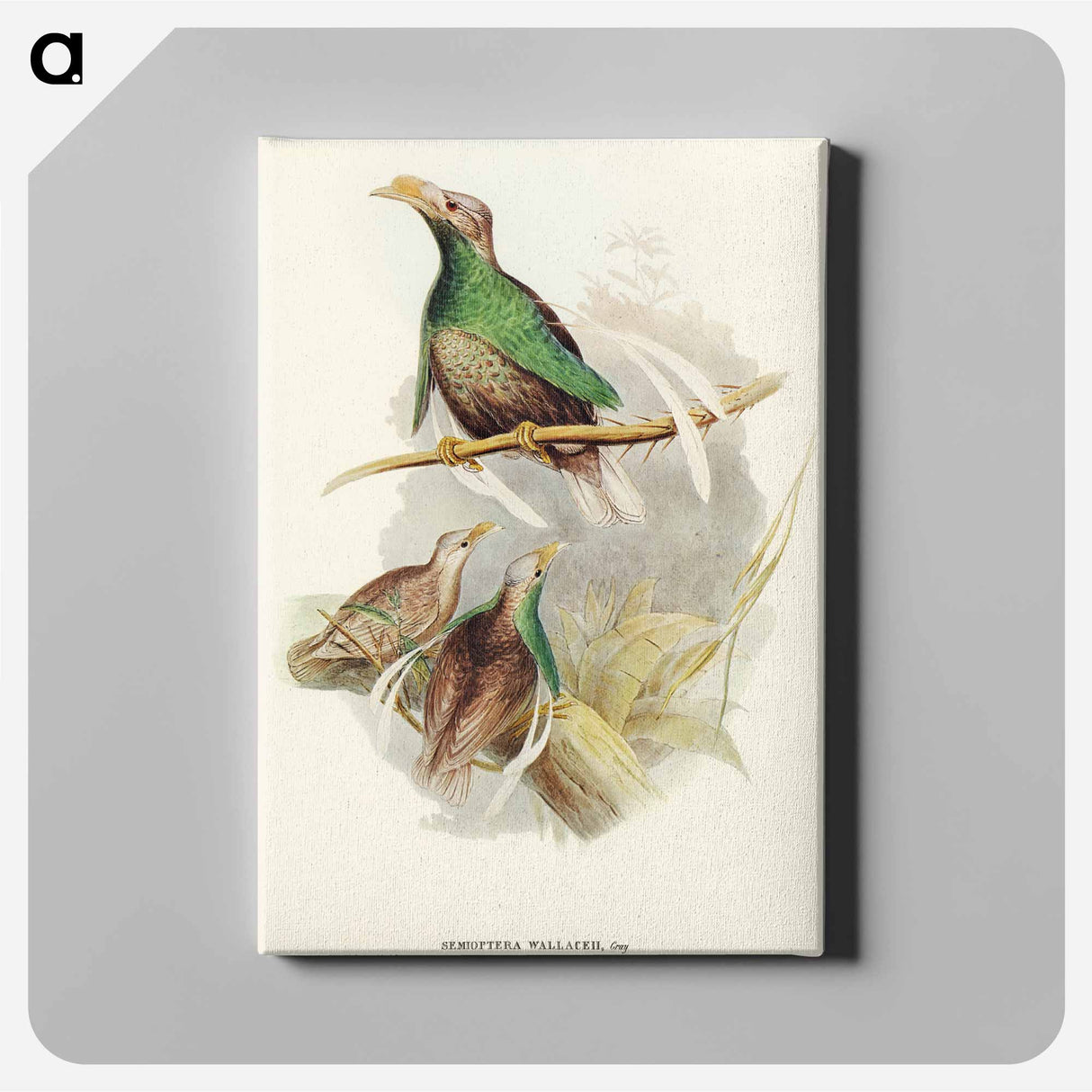 Standard-Wing
- オーストラリアの鳥 Canvas.