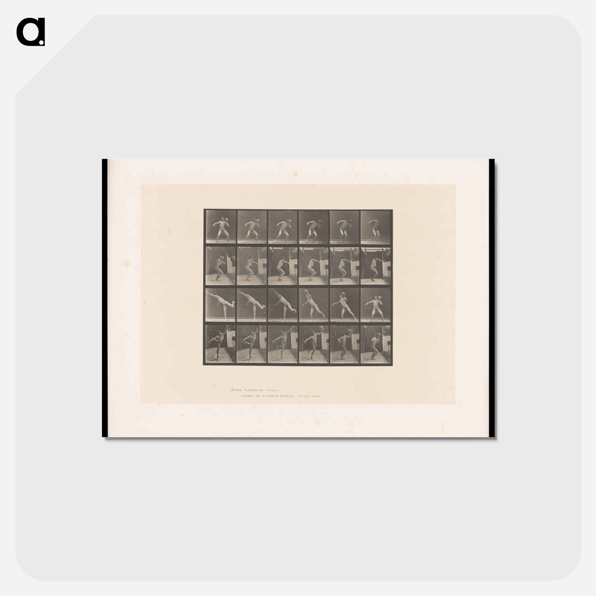 アートポストカード-The Thrower
- エドワード マイブリッジ Postcard.