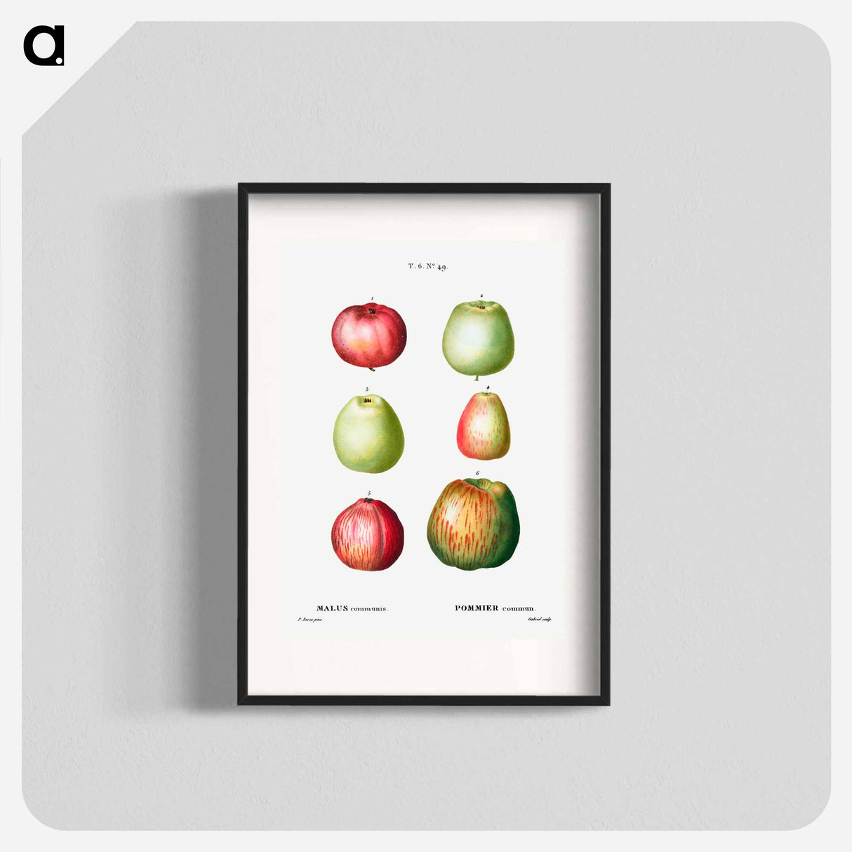 アートポスター-Apple - ピエール ジョゼフ ルドゥーテ Poster.