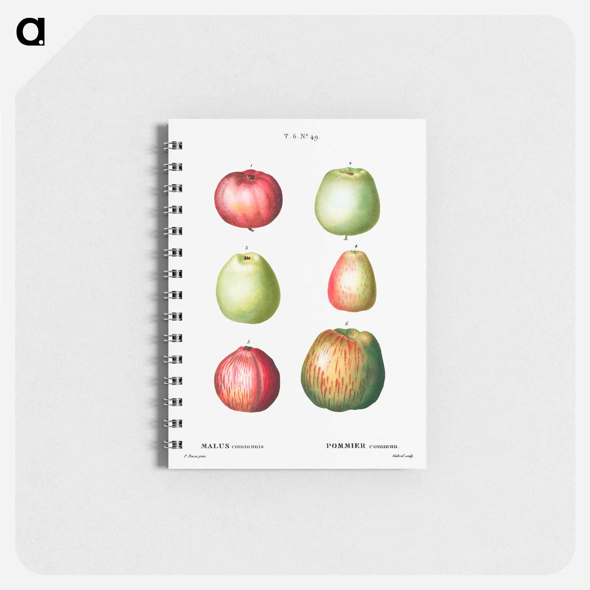 アートメモ帳-Apple - ピエール ジョゼフ ルドゥーテ Memo.