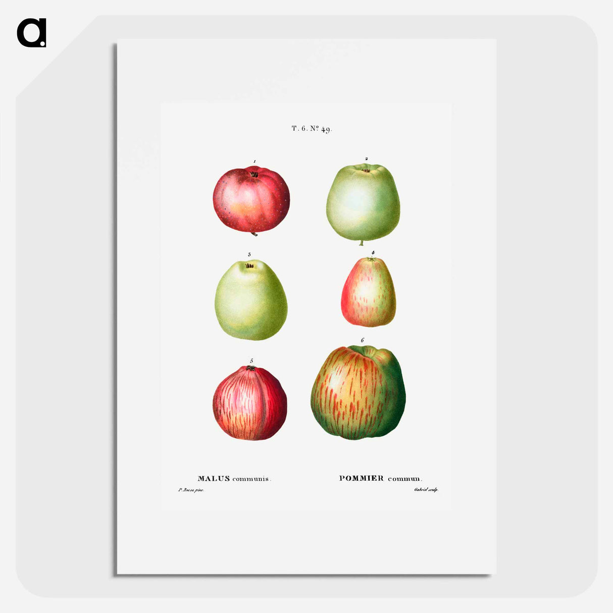 アートポスター-Apple - ピエール ジョゼフ ルドゥーテ Poster.