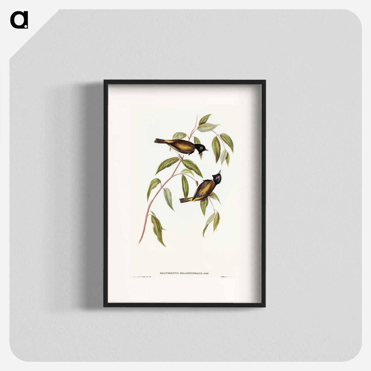 アートポスター-Black-headed Honey-eater
- オーストラリアの鳥 Poster.