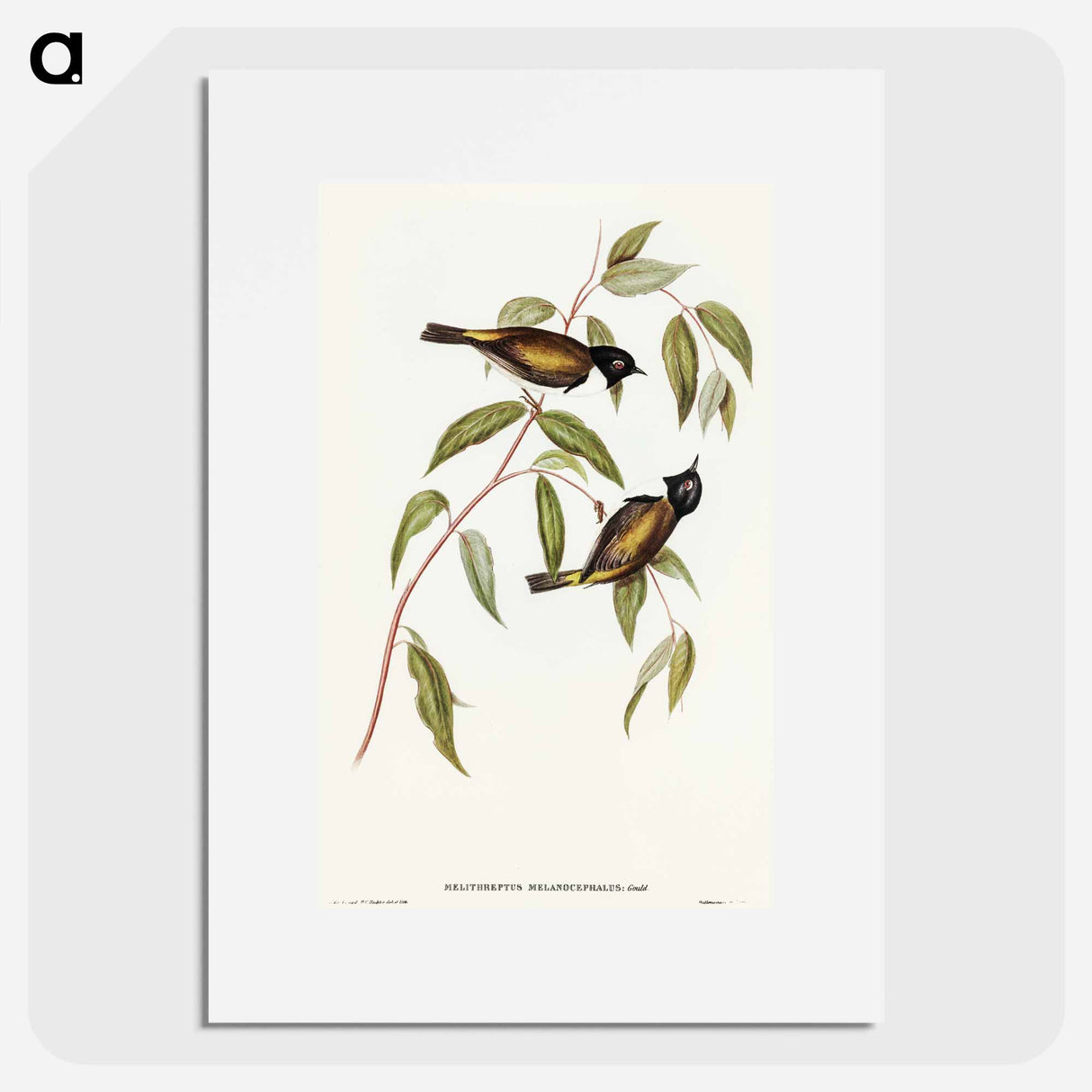 アートポスター-Black-headed Honey-eater
- オーストラリアの鳥 Poster.